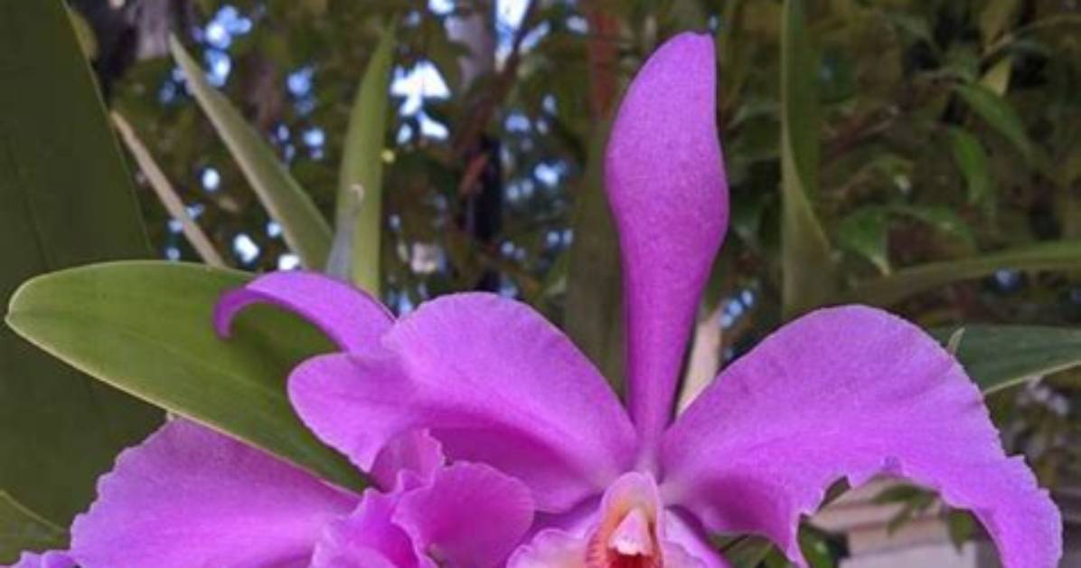 Where Do Cattleya Orchids Grow?