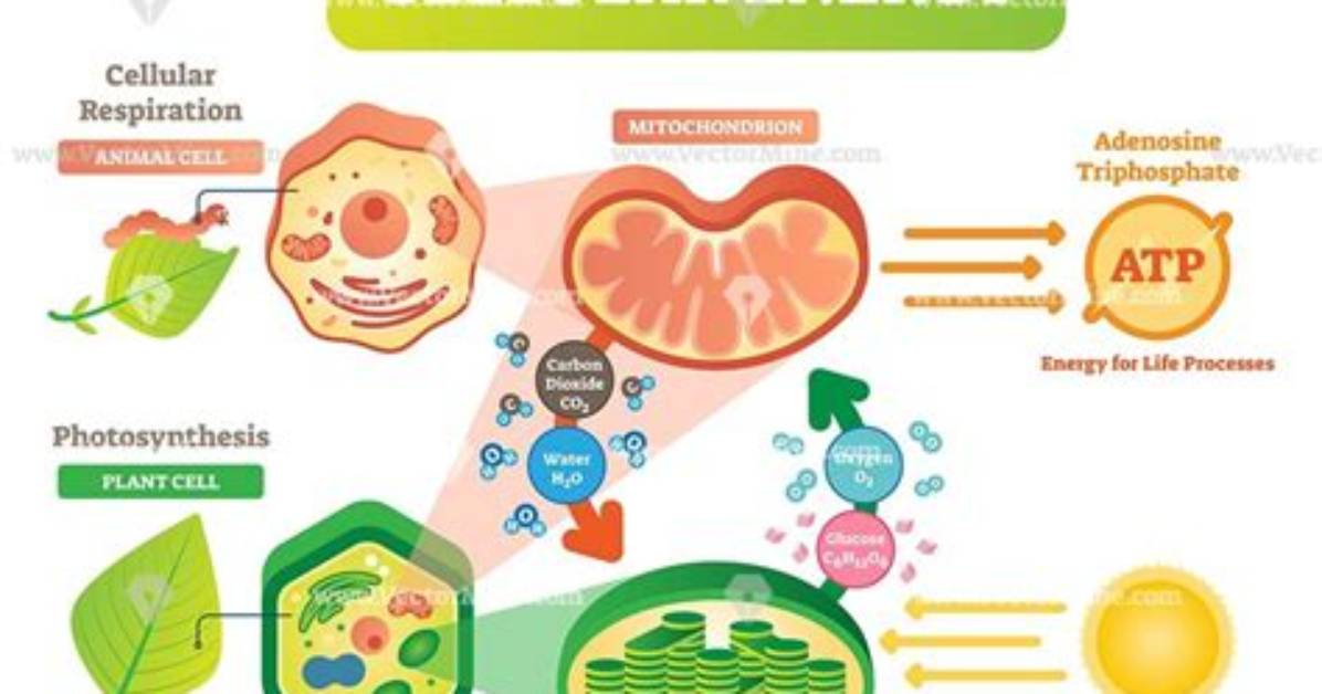 Where Do Cells Get Energy