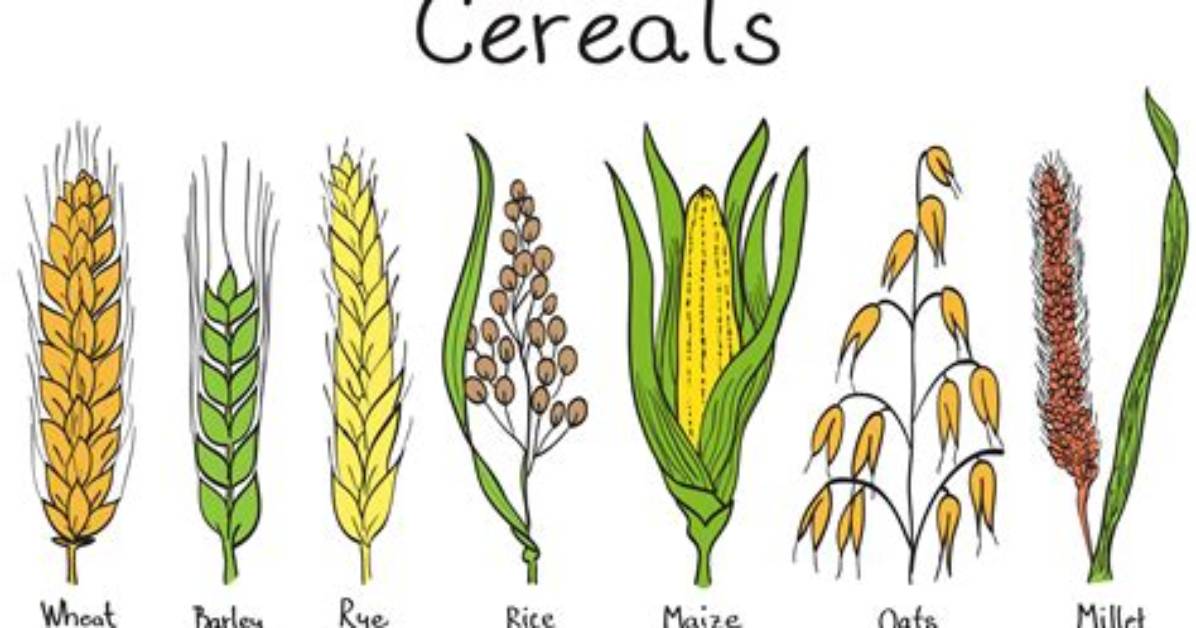 Where Do Cereals Come from?