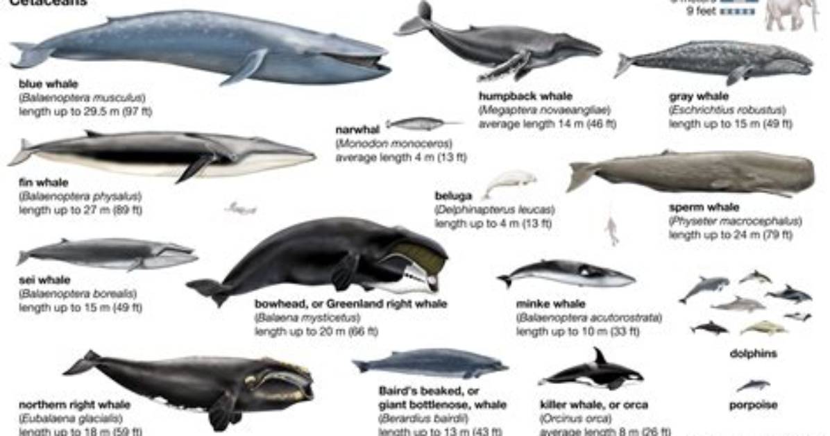 Where Do Cetaceans Evolve from?