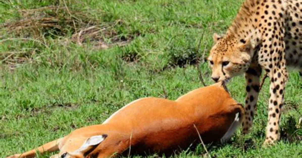 Where Do Cheetahs Eat?