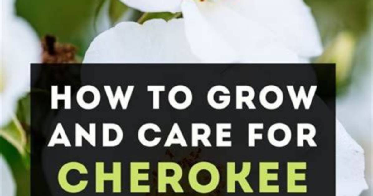 Where Do Cherokee Roses Grow