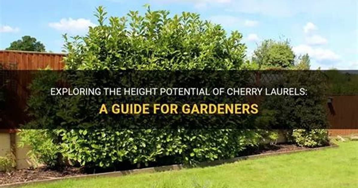 Where Do Cherry Laurels Grow
