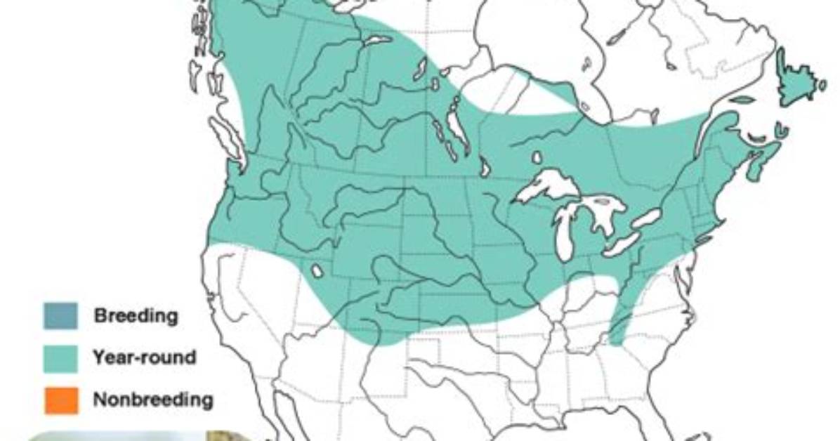 Where Do Chickadees Go After Fledging?