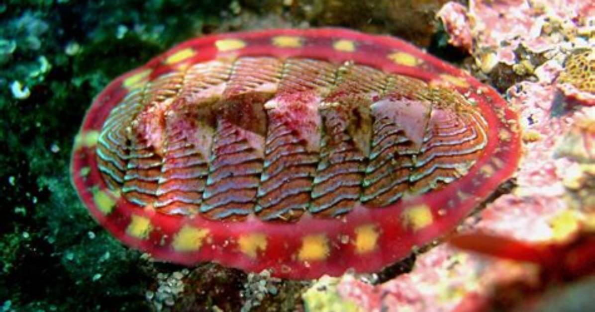 Where Do Chitons Live?
