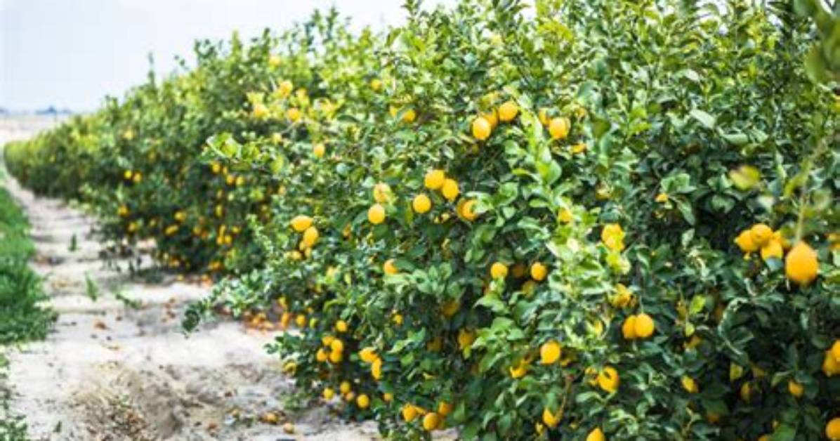 Where Do Citron Trees Grow