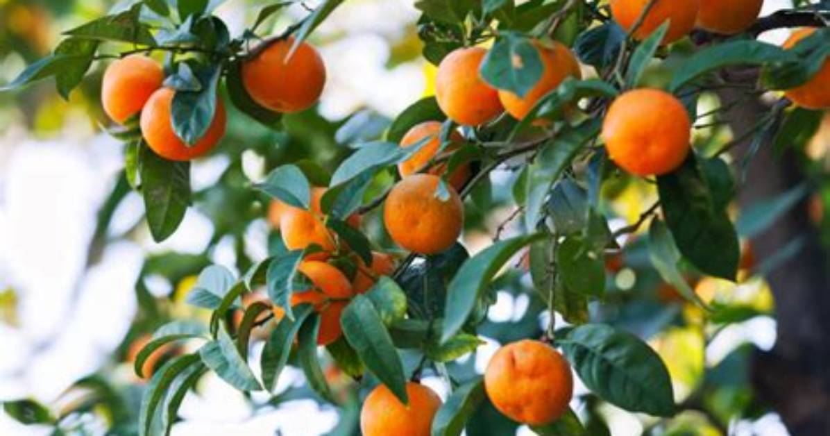 Where Do Clementine Trees Grow