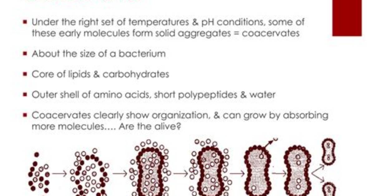 Where Do Coacervates Form?