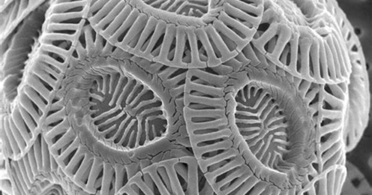 Where Do Coccolithophores Live?