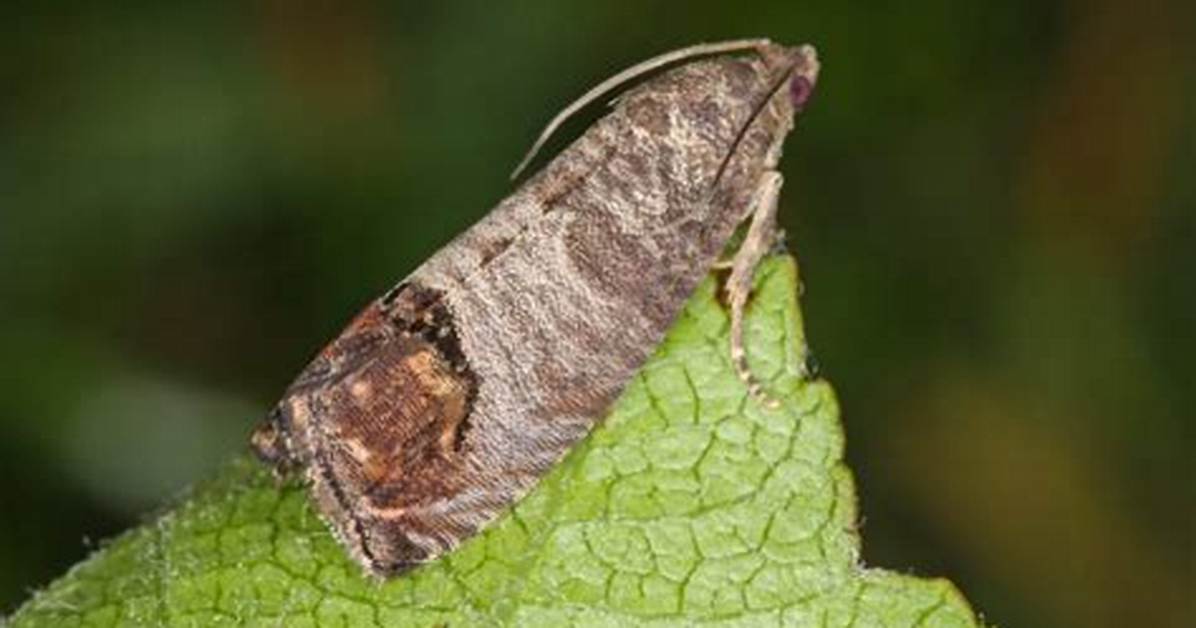 Where Do Codling Moths Come from?