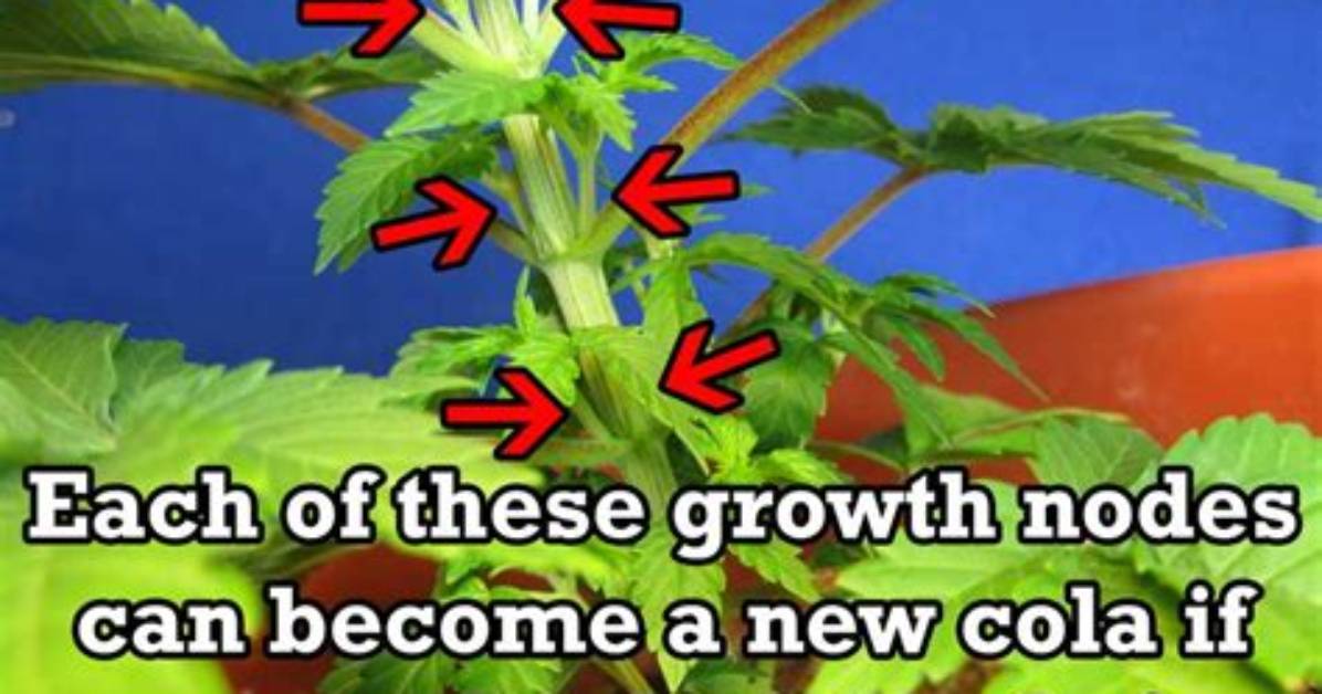 Where Do Colas Grow?