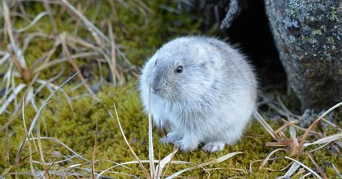 Where Do Collared Lemmings Live?