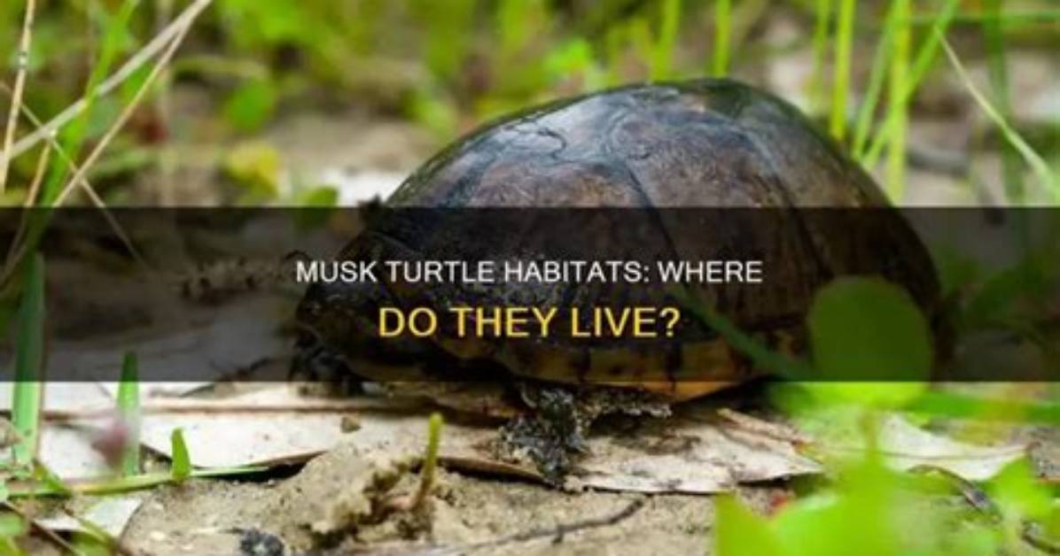 Where Do Common Musk Turtles Live