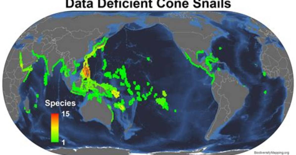 Where Do Cone Snails Live Map?