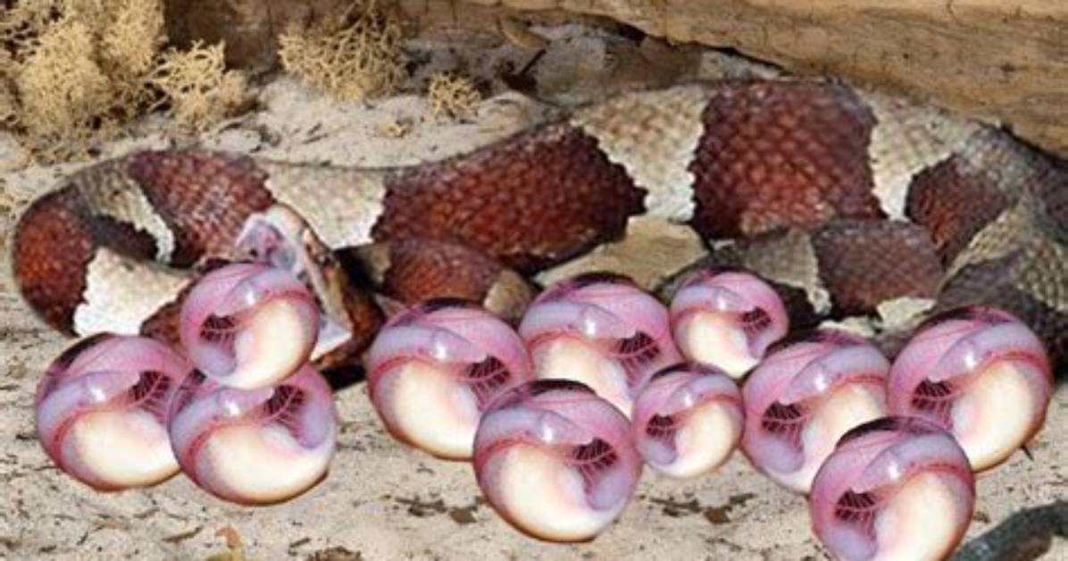 Where Do Copperheads Lay Their Eggs?