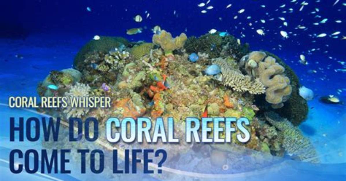 Where Do Coral Live?