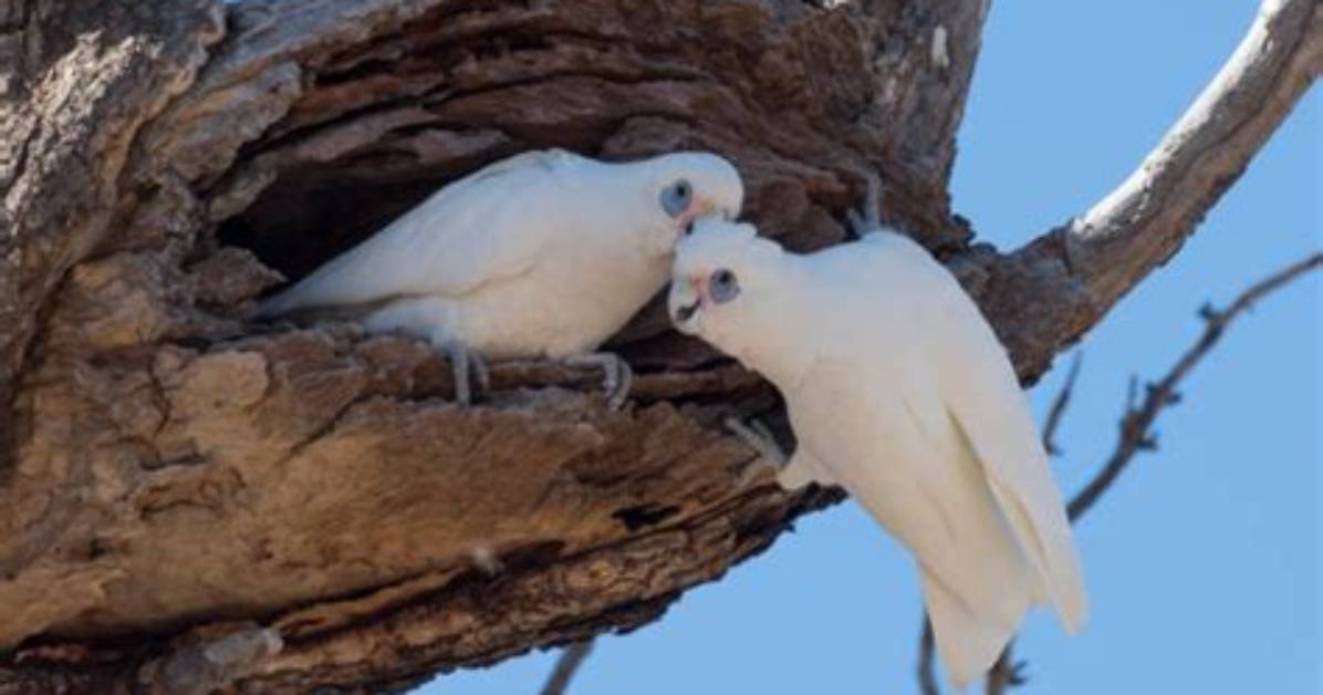 Where Do Corellas Nest?
