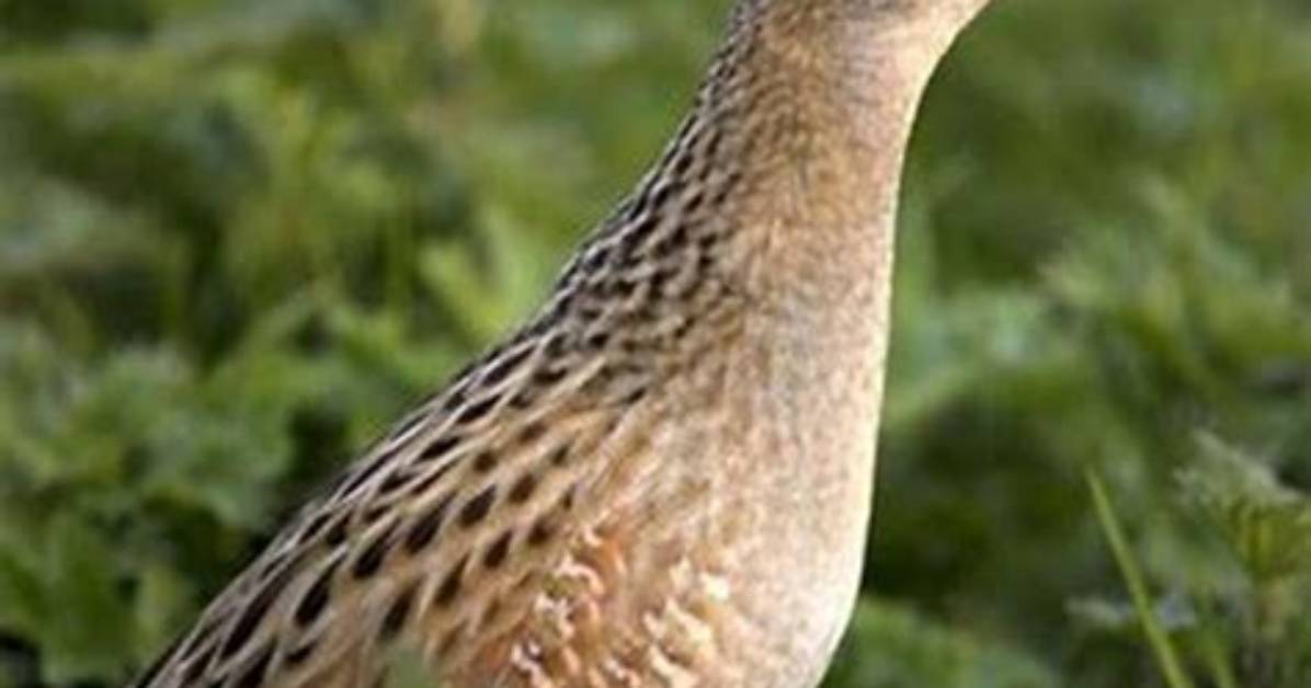 Where Do Corncrakes Live?