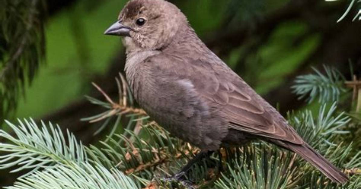 Where Do Cowbirds Winter?