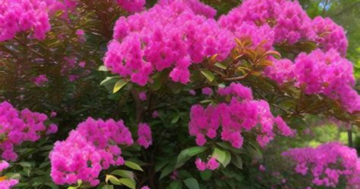 Where Do Crape Myrtles Grow
