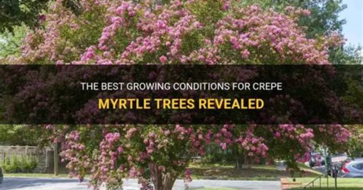 Where Do Crepe Myrtle Trees Grow