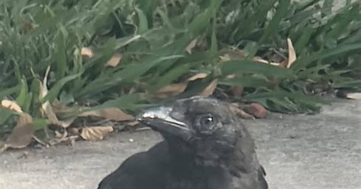 Where Do Crows Go After Fledging?
