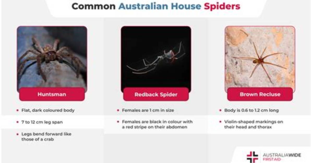 Where Do Cupboard Spiders Live?
