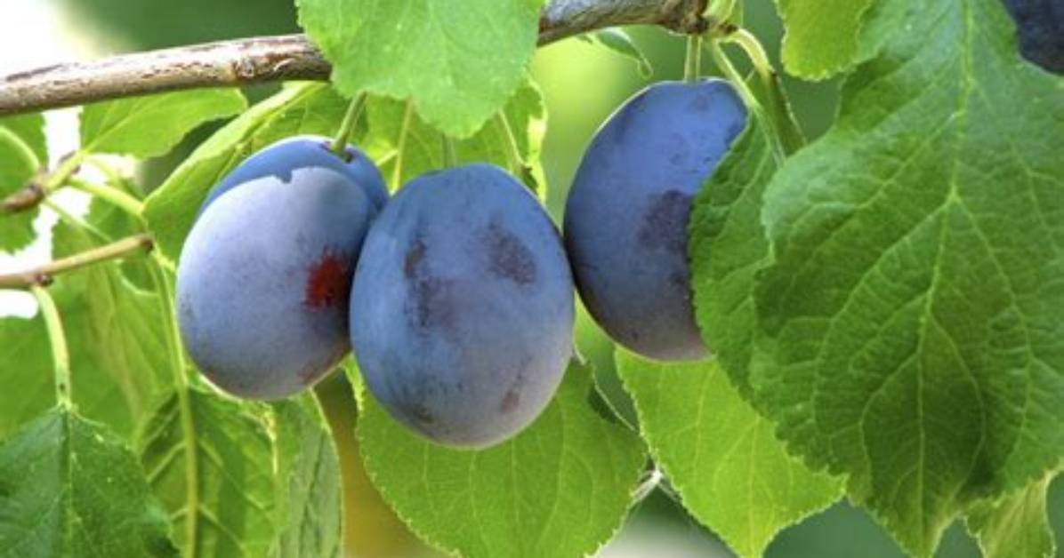 Where Do Damson Trees Grow