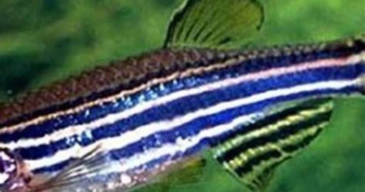 Where Do Danios Swim?