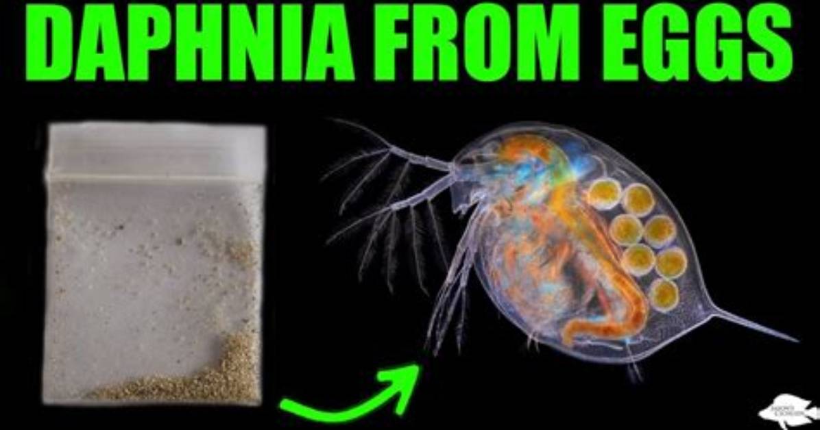 Where Do Daphnia Come from?
