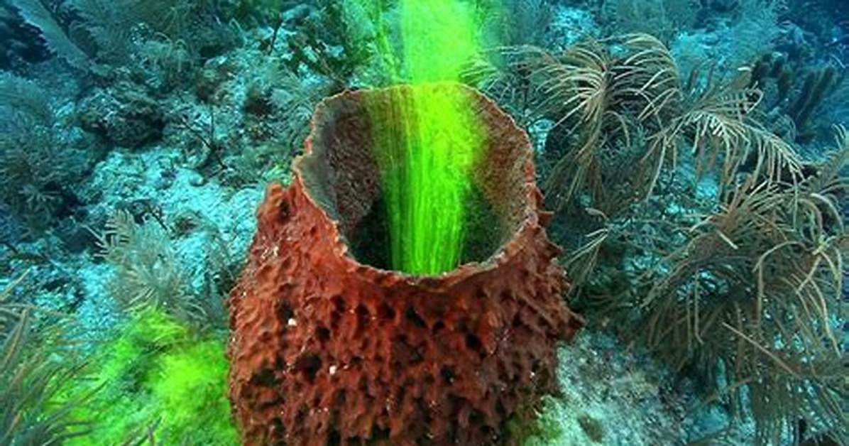 Where Do Demosponges Live?