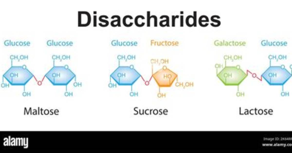 Where Do Disaccharidases Work?