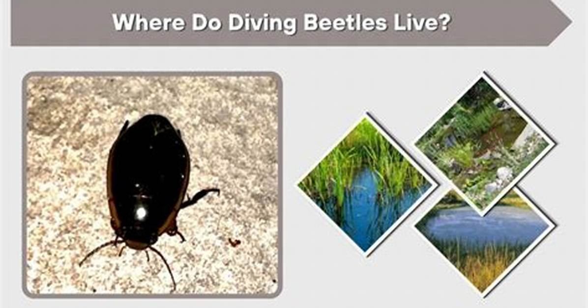 Where Do Diving Beetles Live?