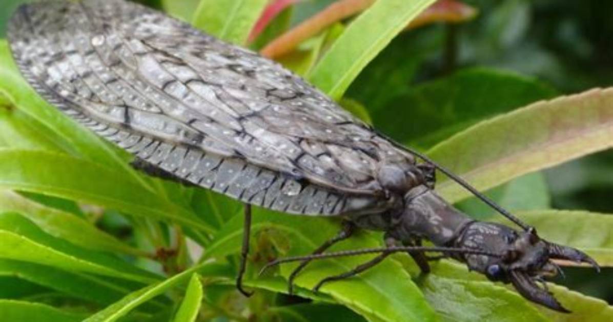 Where Do Dobsonflies Live?