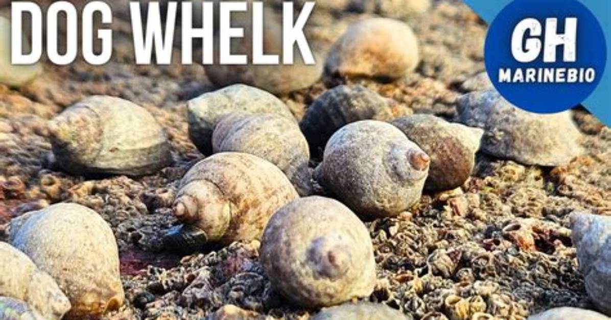 Where Do Dog Whelks Live?