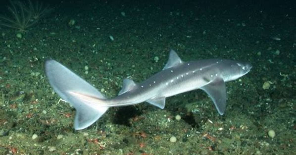 Where Do Dogfish Sharks Live?