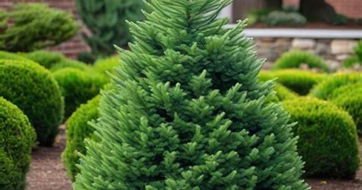 Where Do Dwarf Alberta Spruce Grow