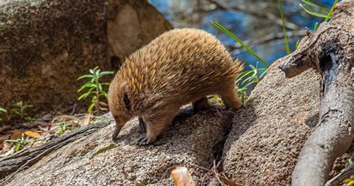 Where Do Eastern Long-Beaked Echidnas Live?