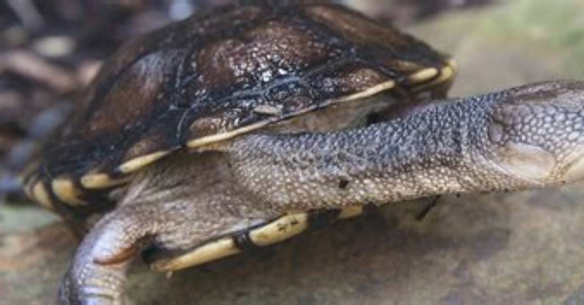 Where Do Eastern Long-Necked Turtle Live?
