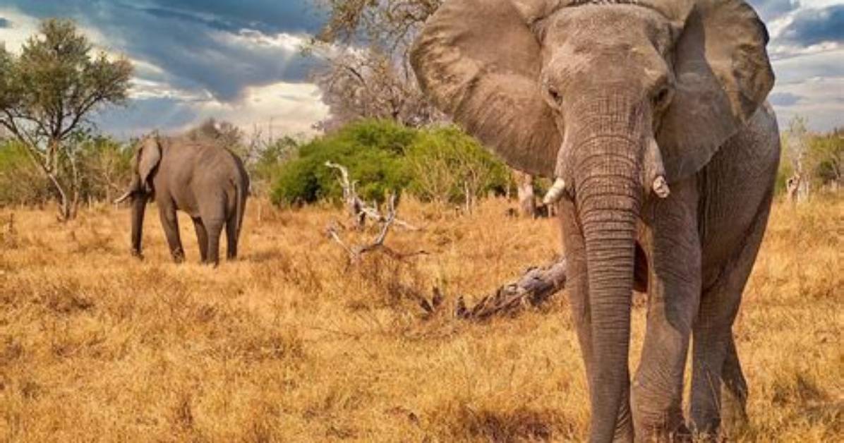 Where Do Elephants Live?
