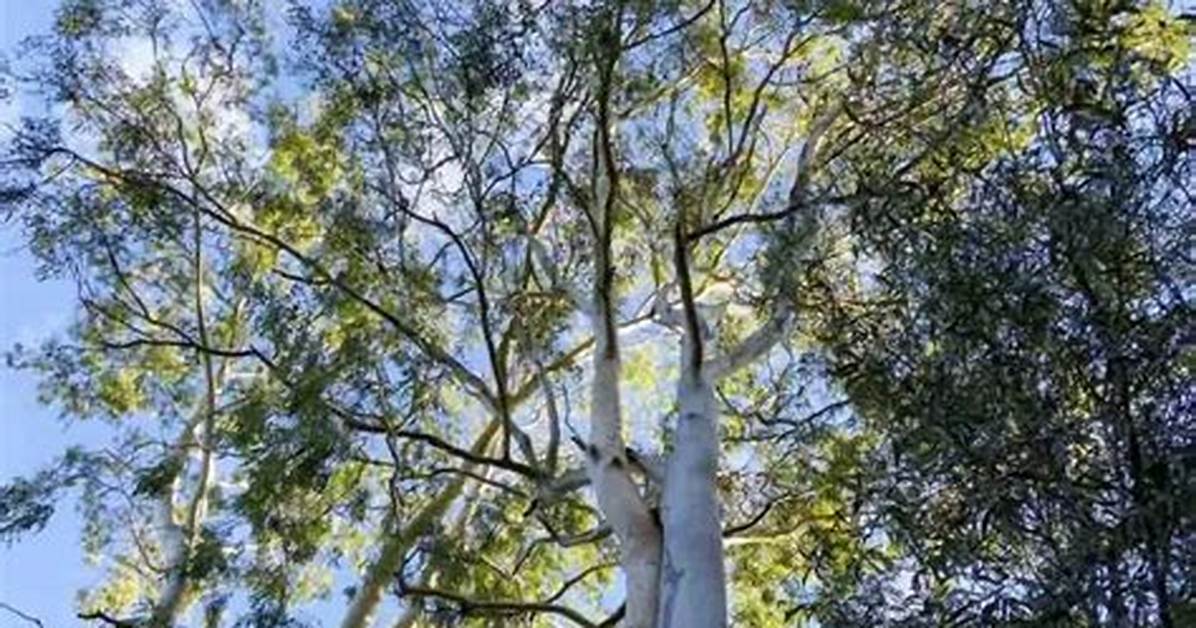 Where Do Eucalyptus Trees Grow in the Us