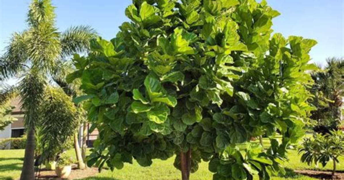 Where Do Fiddle Leaf Figs Grow Naturally