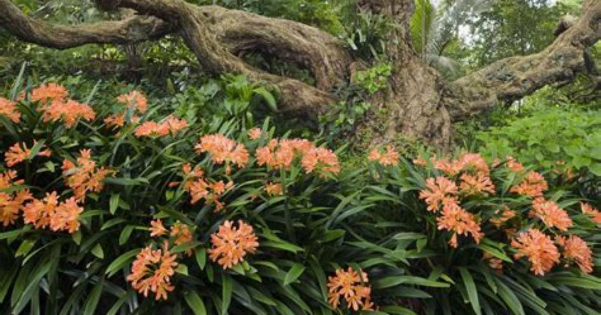 Where Do Fire Lilies Grow