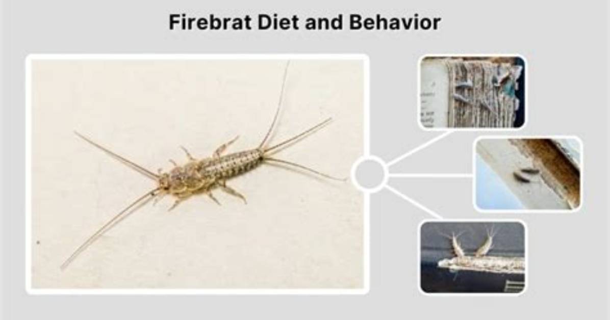 Where Do Firebrats Live?