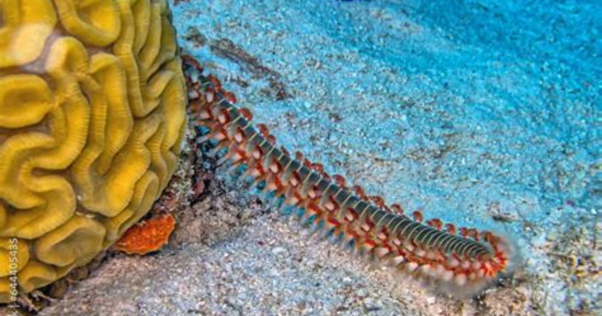 Where Do Fireworms Live?