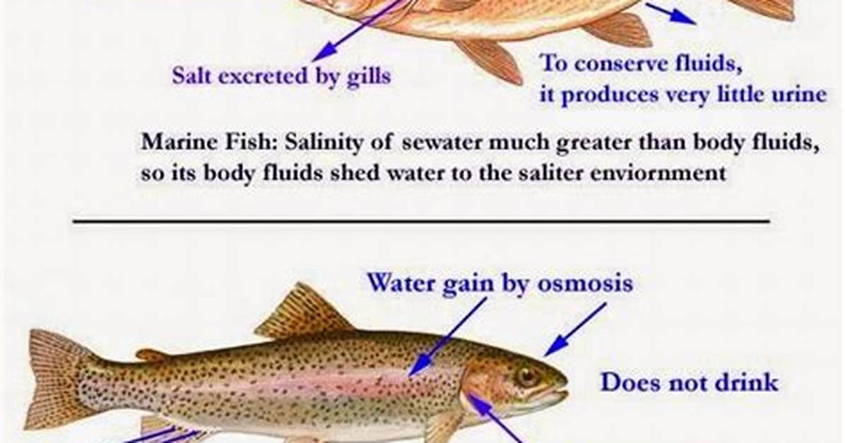 Where Do Fish Urinate from?