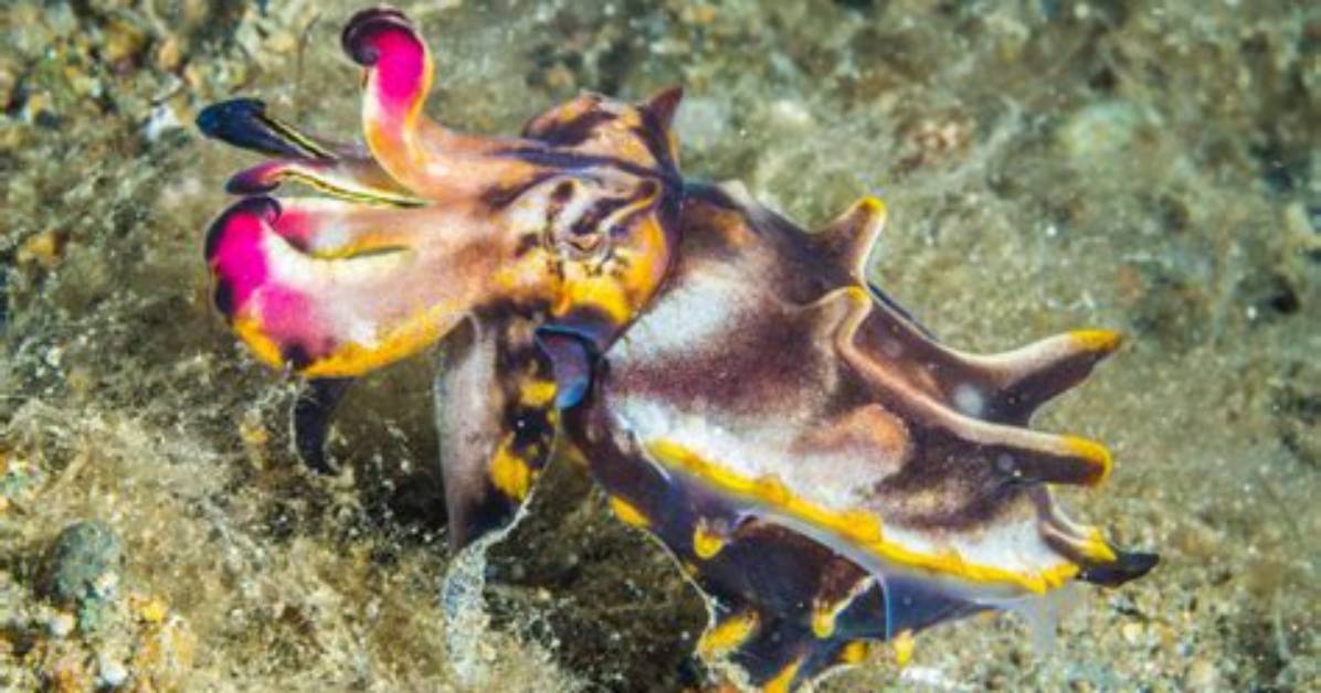 Where Do Flamboyant Cuttlefish Live