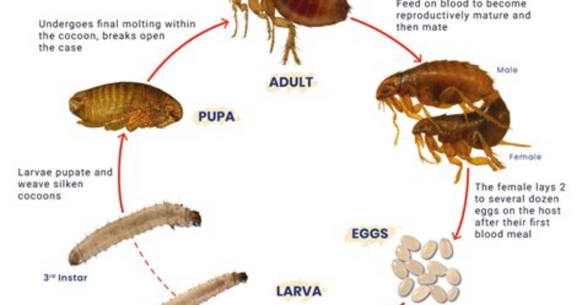 Where Do Fleas Lay Eggs Without a Host?