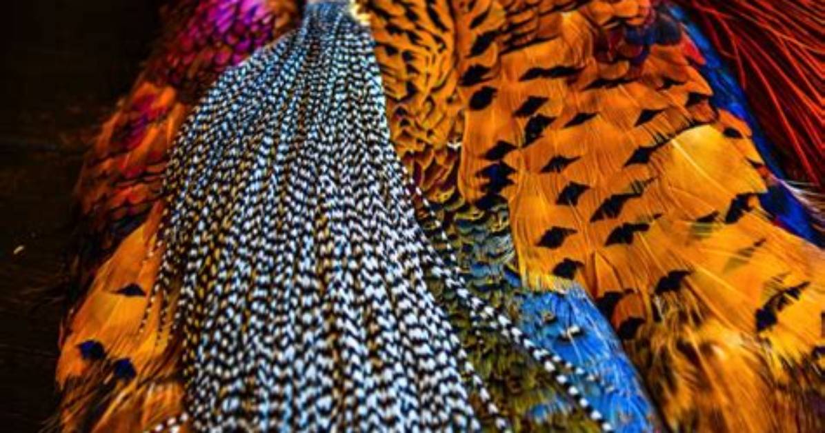 Where Do Fly Tying Feathers Come from?