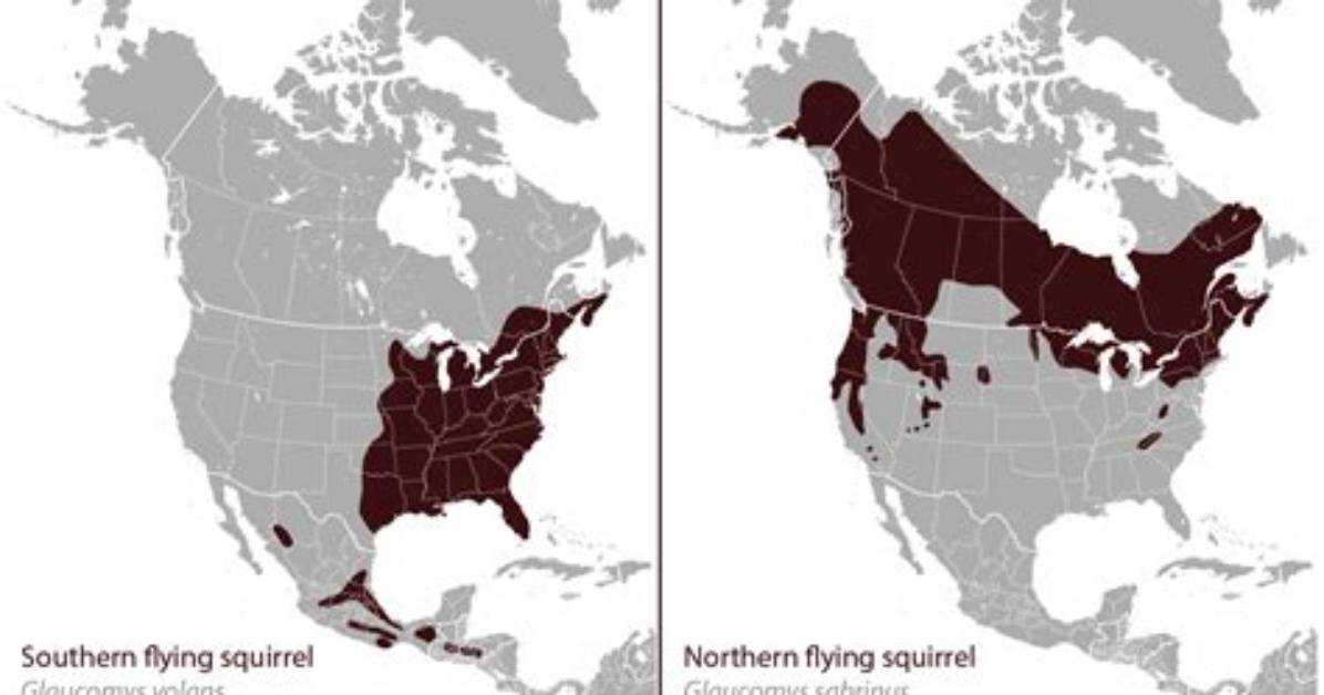 Where Do Flying Squirrels Live Map
